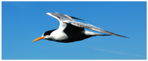 Tern in Flight